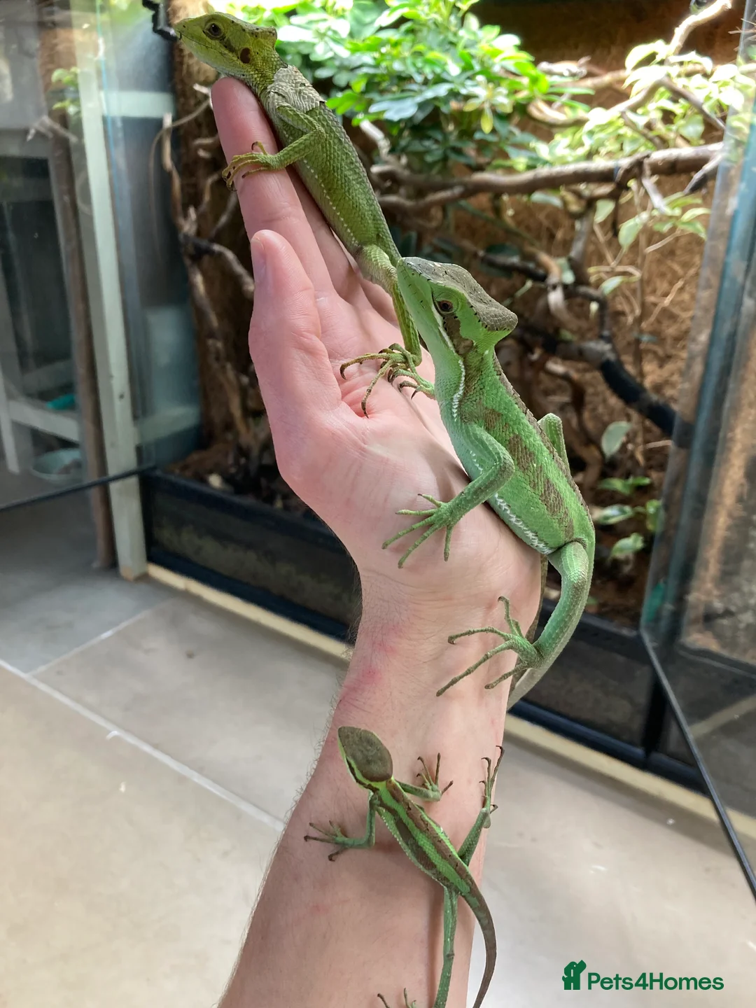 Iguana reptiles for sale: Eastern Casquehead & Hernandez’s Helmeted Iguanas - Advert 14