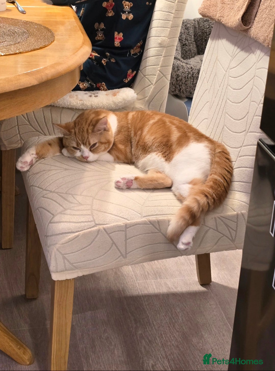 British Shorthair cats for sale: Adorable British Shorthair Male Kitten for Sale  - Advert 7