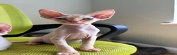 Devon Rex cats for sale: Stunning GCCF Devon Rex kittens.  - Advert 7