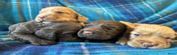 Cocker Spaniel dogs for sale: KC working cocker pups  - Advert 9