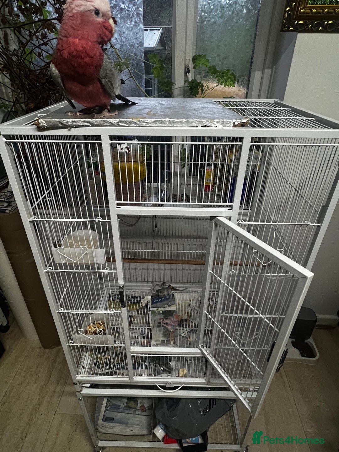 Cockatoo birds for sale: Baby galah cockatoo and cage - Advert 4