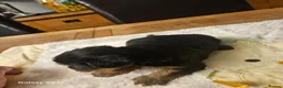 Yorkshire Terrier dogs for sale: My Luna have 4 puppies on 16 may   in Boston - Advert 4
