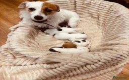 Jack Russell dogs for sale: 5 old-fashioned, rough head Jack Russell Puppies - Image 5