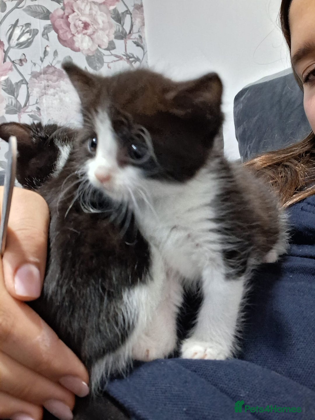 Mixed Breed cats for sale: Black and white 3 kittens for sale. 2 boys 1 girl. - Advert 26