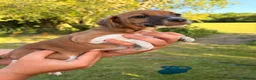 Plummer Terrier dogs for sale: Plummer terrier pups for sale - Advert 5