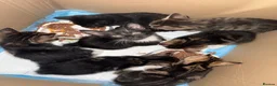Mixed Breed cats for sale:  Kittens Looking for Loving Homes  - Advert 9
