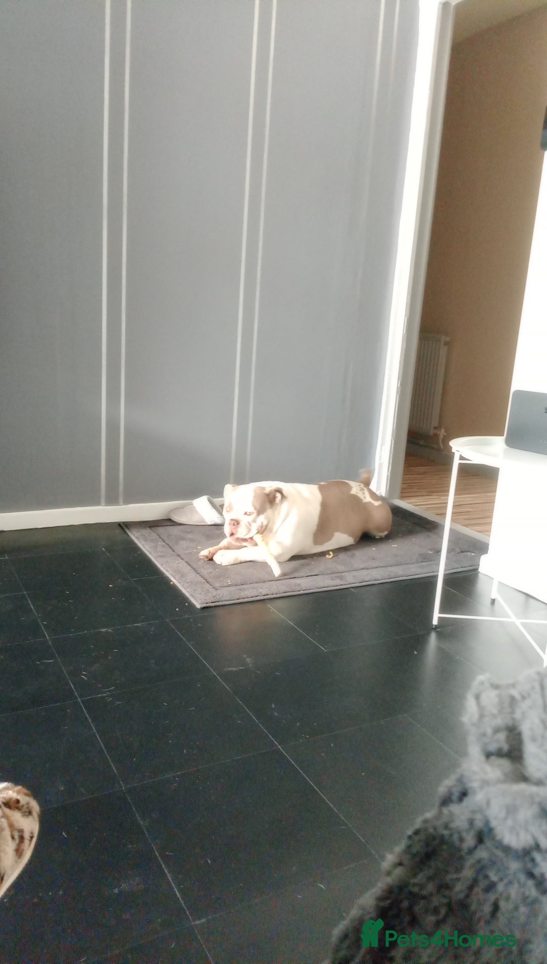 American Bully dogs for sale: Micro pocket bully. - Image 5