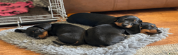 Miniature Dachshund dogs for sale: KC Reg. Miniature Smooth Haired Dachshund Puppies in Fordingbridge - Advert 4
