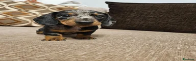Ink splash illusion 🐾