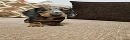 Miniature Dachshund dogs for sale: Ready to leave - one chocolate dapple boy left!  - Advert 11