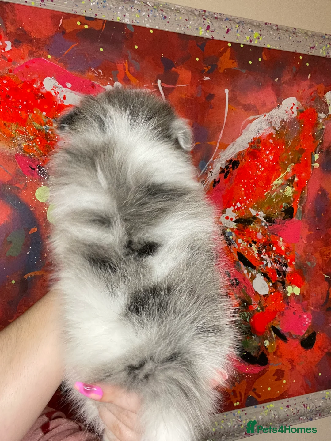 Pomeranian dogs for sale: Pomeranian puppies  - Advert 4