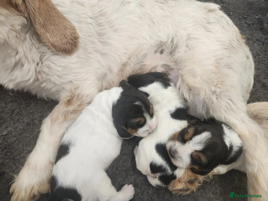 Basset Griffon Vendeen dogs for sale: Griffon grand bassets  - Advert 2