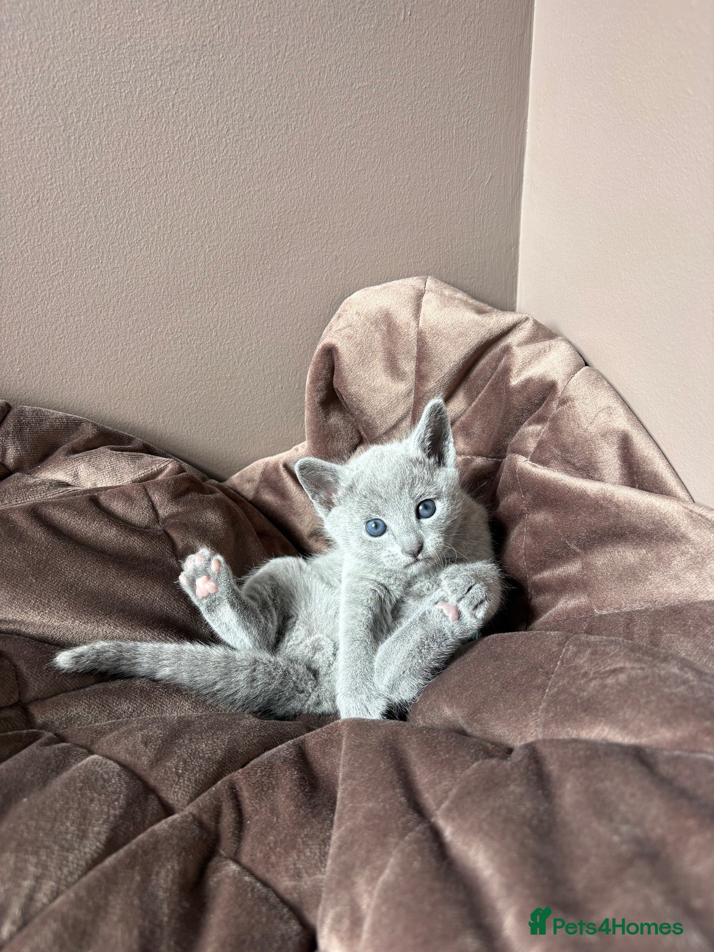 Russian Blue cats 💎 Stunning TICA Registered Russian Blue Kitten 💎 - Advert 6