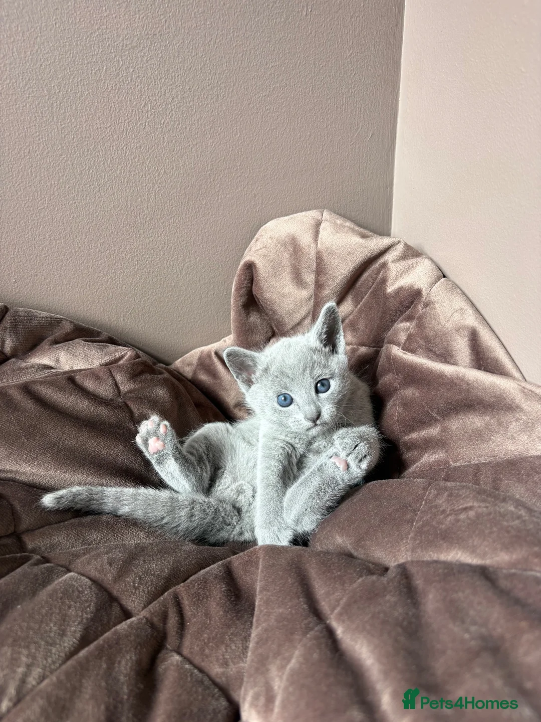 Russian Blue cats for sale: 💎 Stunning TICA Registered Russian Blue Kitten 💎 - Advert 2