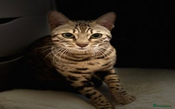 Bengal cats for sale: Beautiful bengal kitten - Image 1