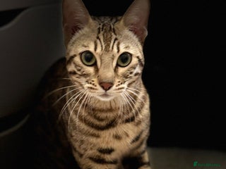 Bengal cats - Advert 35