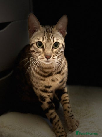 Bengal cats - Advert 6