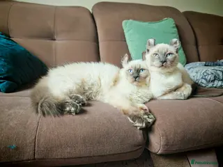 Mixed Breed cats RARE, Unique, Affectionate boys available! - Advert 15