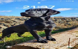 Labrador Retriever dogs for sale: Black Labrador Retreiver pups - Image 3
