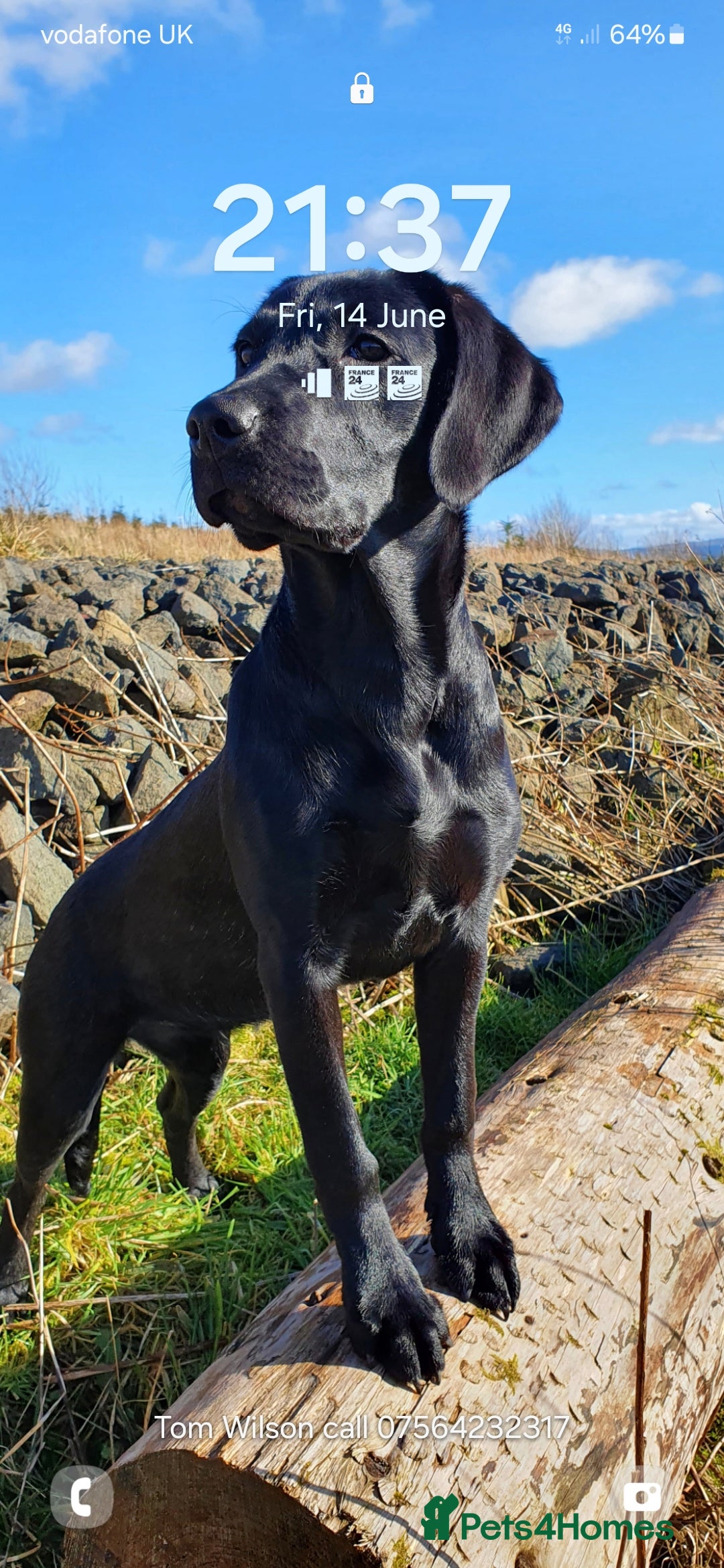 Labrador Retriever dogs for sale: Black Labrador Retreiver pups - Image 3