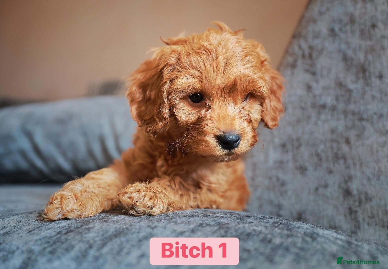 Cockapoo dogs F1B Toy Cockapoos for sale - Advert 6