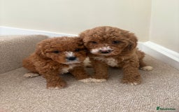 Cavapoo dogs for sale: Stunning F1b Deep Fox Red Toy cavapoos - Image 4