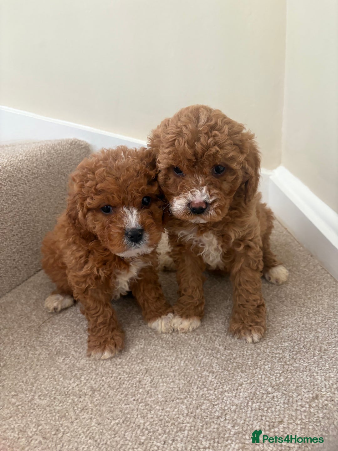 Cavapoo dogs for sale: Stunning F1b Deep Fox Red Toy cavapoos - Image 4