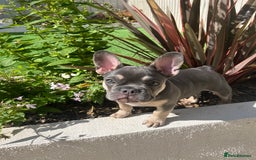 French Bulldog dogs for sale: 3 year old female French bulldog - Image 12