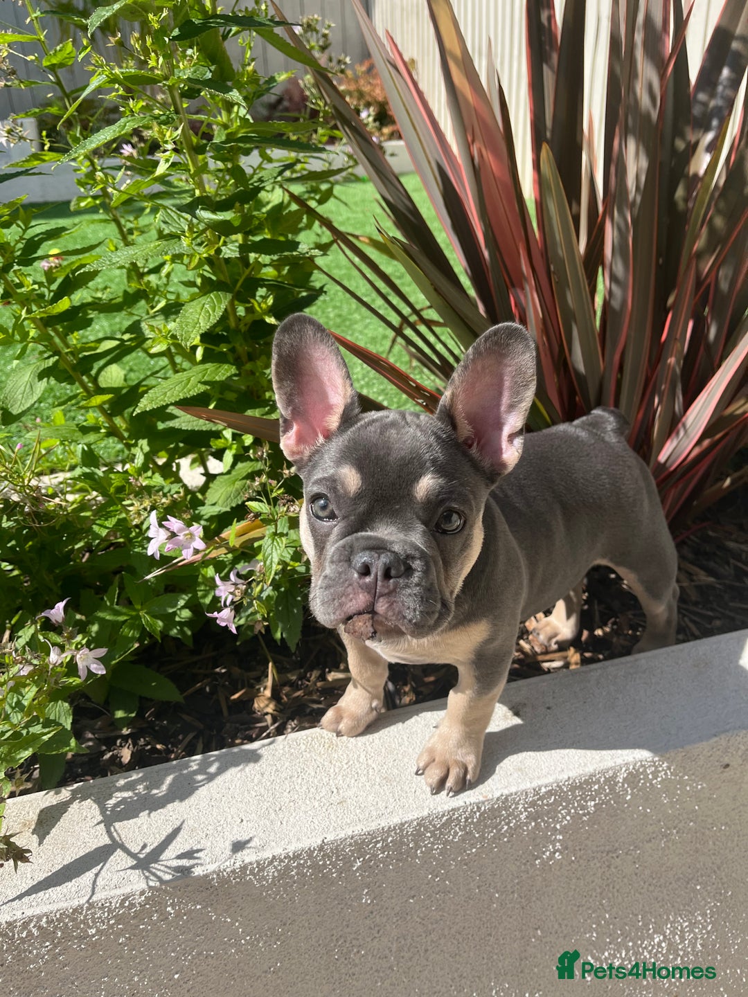 French Bulldog dogs for sale: 3 year old female French bulldog - Image 12