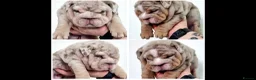 English Bulldog dogs for sale: 2 stunning Girl English bulldogs - Advert 1