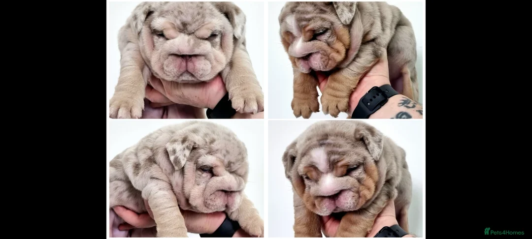 English Bulldog dogs for sale: 2 stunning Girl English bulldogs - Advert 1