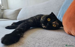Scottish Fold cats for sale: Tortie girl, wonderful personality, 1.5years old - Advert 7