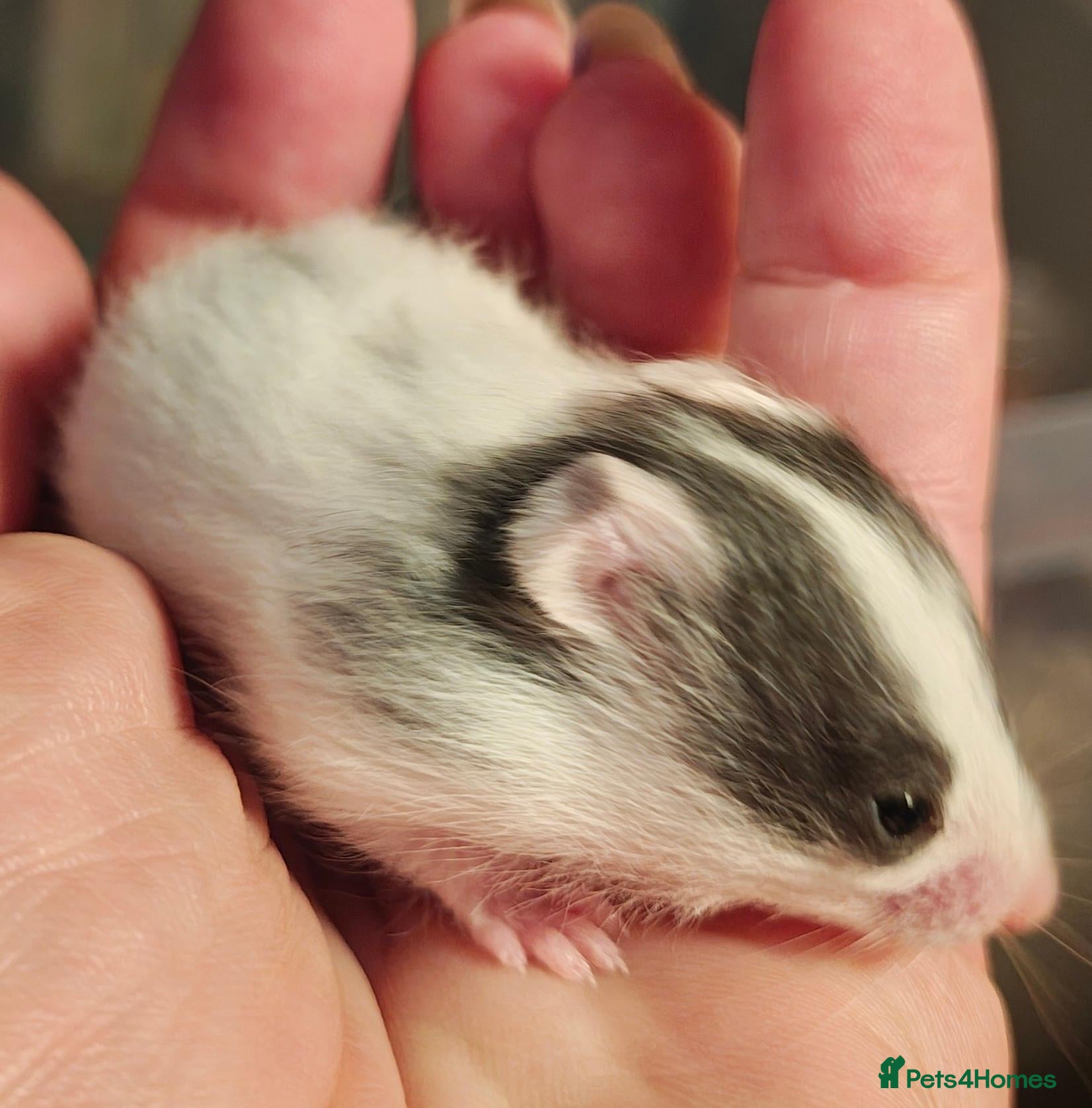 Hamster rodents Baby Syrian Hamsters ready for homes 20th October - Advert 15