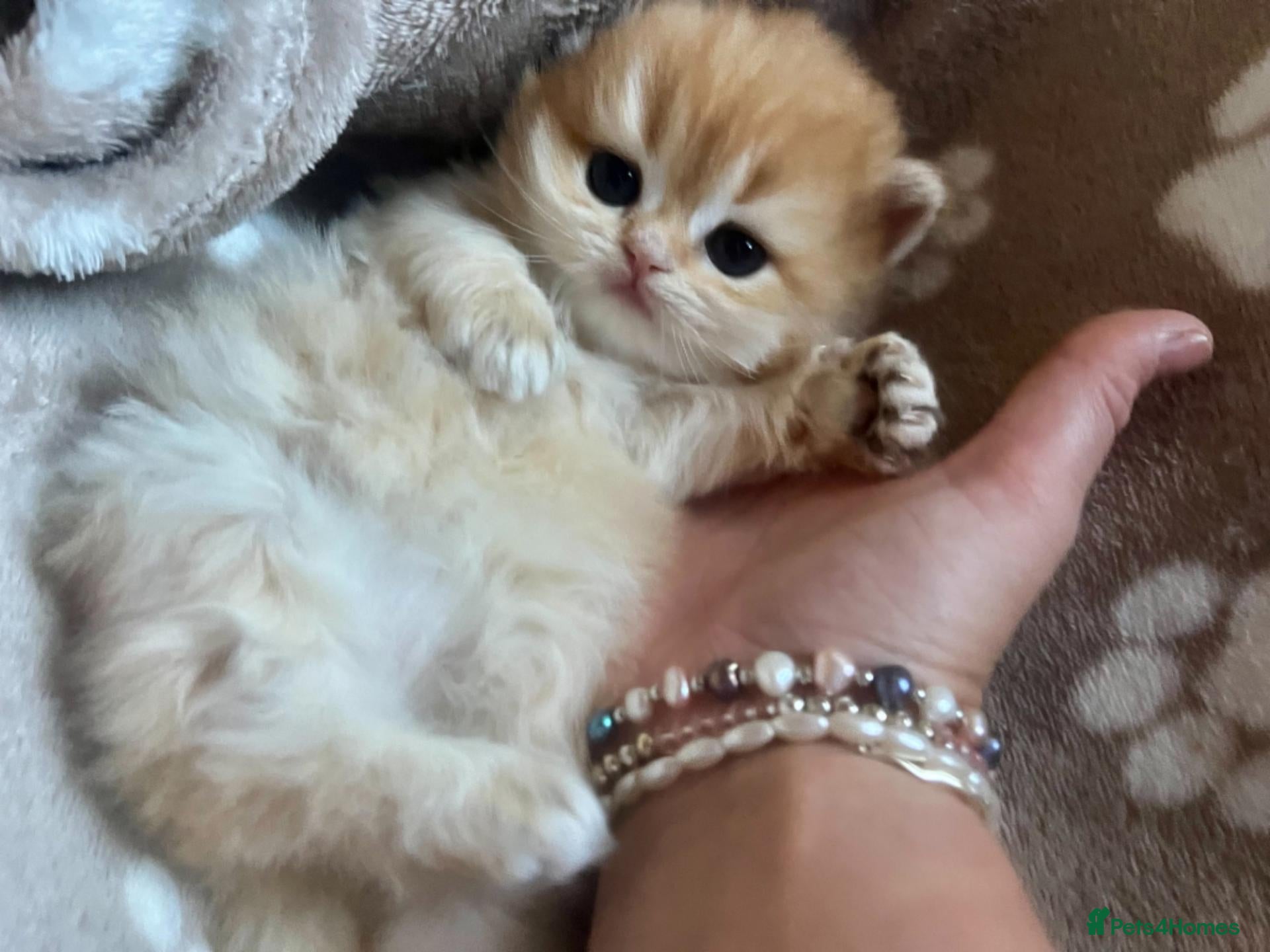 British Longhair cats for sale: British angels 😇🐾 - Advert 14