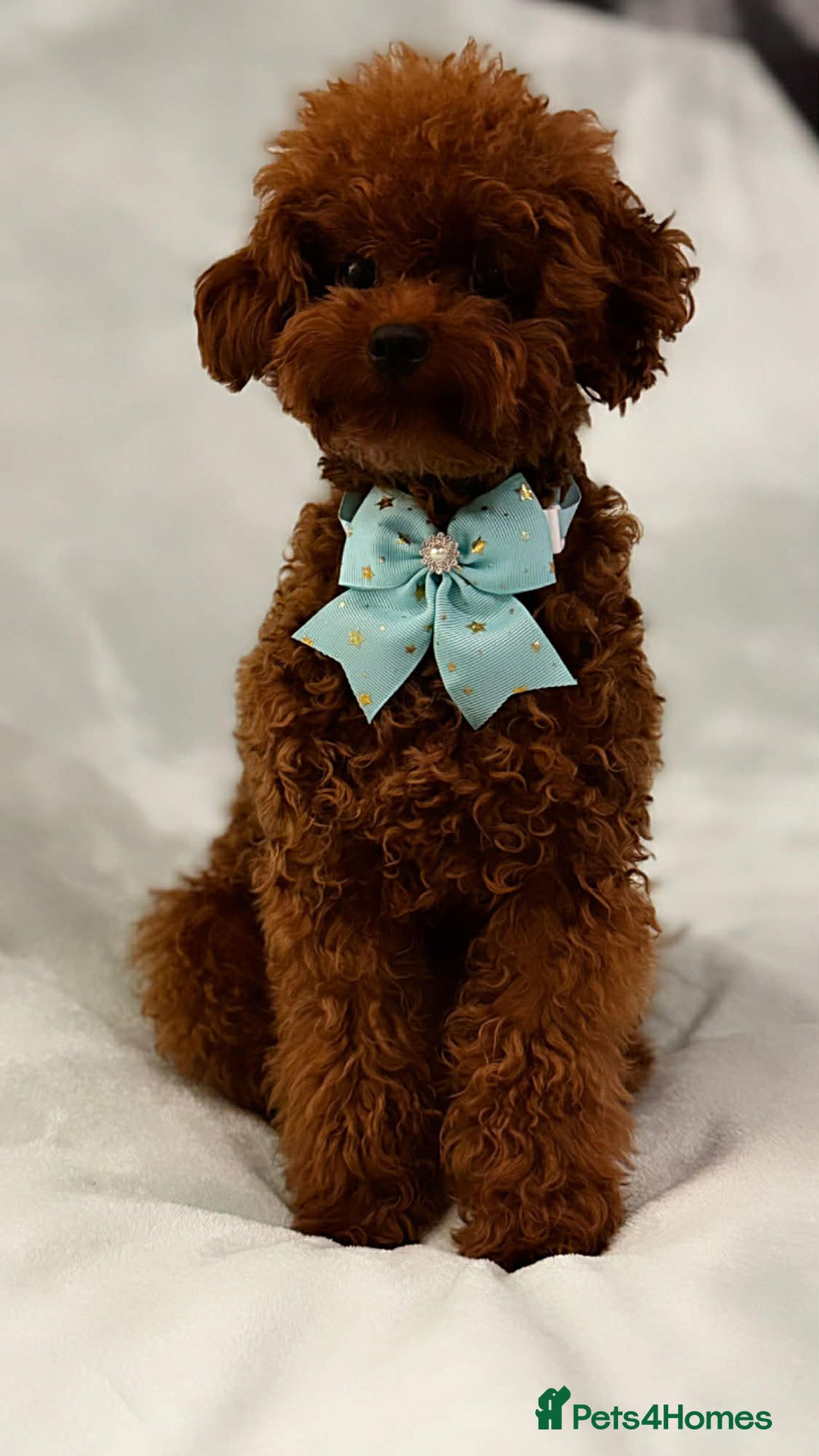 Toy Poodle dogs for sale: Asian Poodle - Advert 2