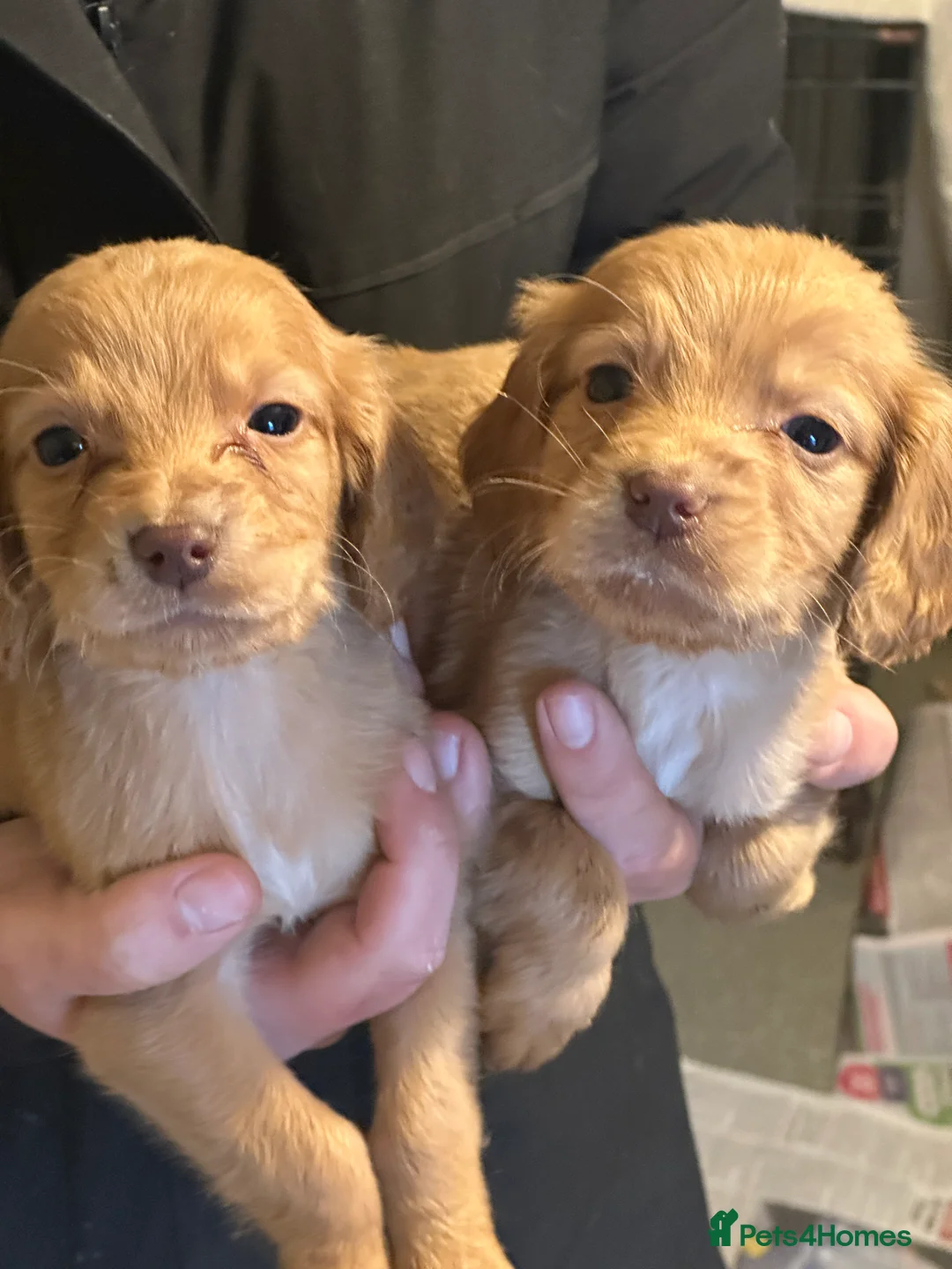 Cocker Spaniel dogs for sale: 1,500 - Advert 9