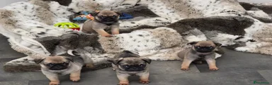 Pug 4