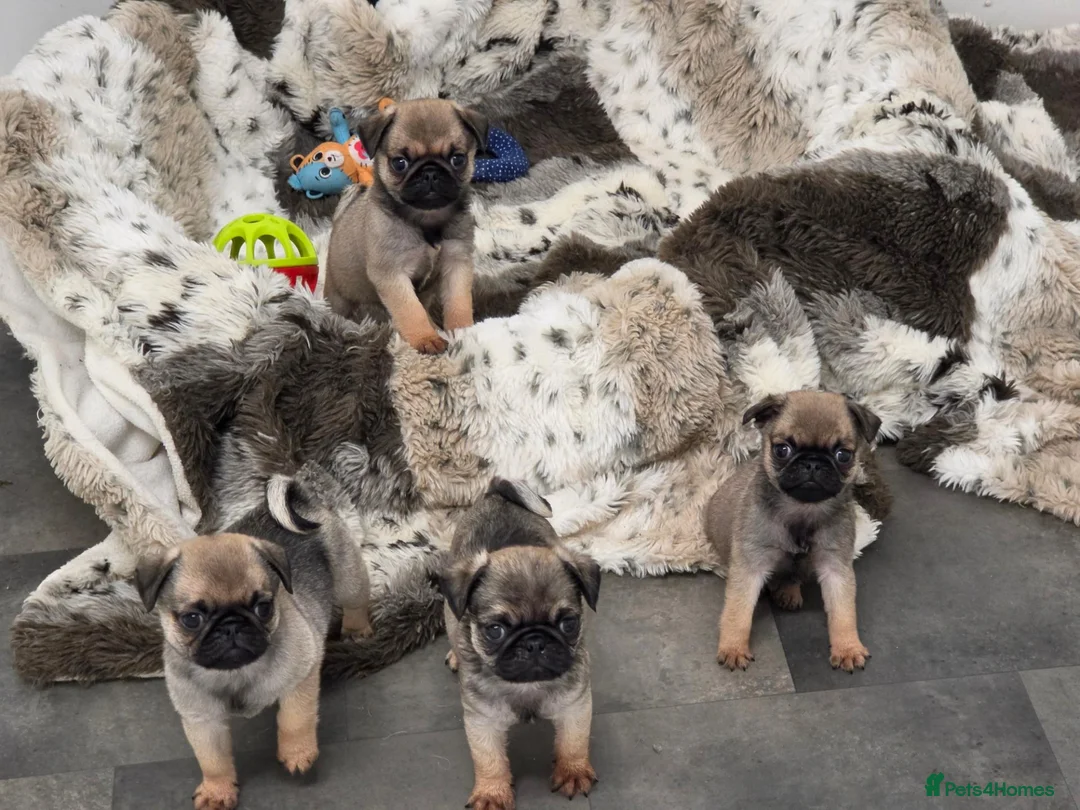 Pug dogs for sale: Pug puppies  in Newton Abbot - Advert 2
