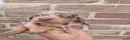 Dachshund dogs for sale: Soo cute  - Advert 5