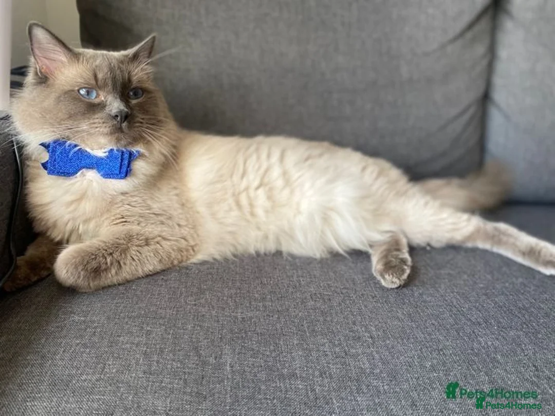 Ragdoll cats for stud: Pure Ragdoll stud in London - Advert 2