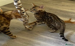 Bengal cats for sale: Beautiful 💜 Health tested TICA Bengal kittens  - Image 5