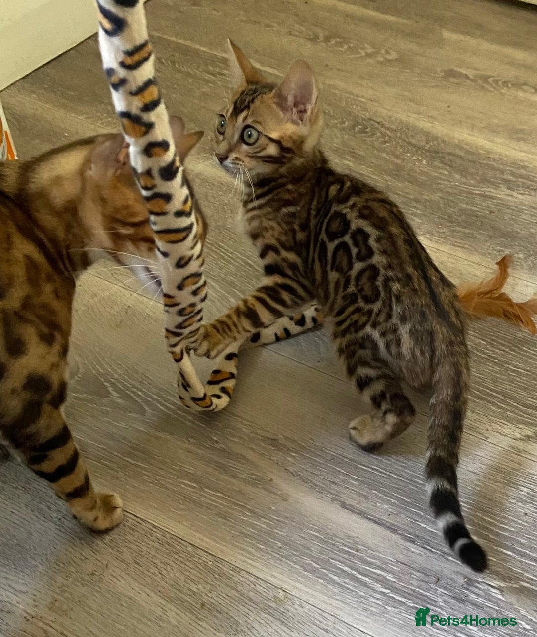 Bengal cats for sale: Beautiful 💜 Health tested TICA Bengal kittens  - Image 5