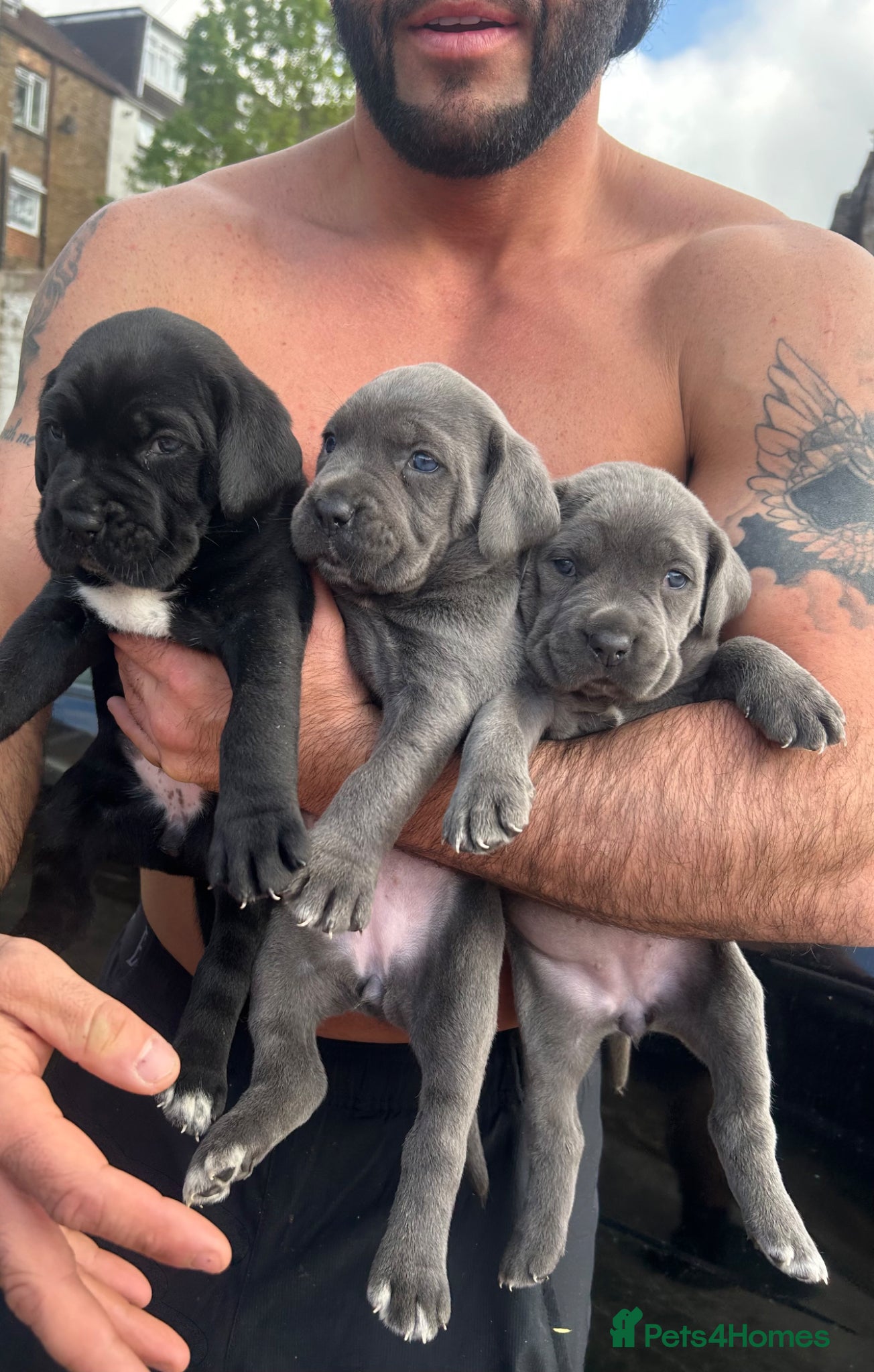 Cane Corso dogs Cane corso puppies  - Advert 1