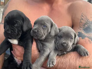 Cane Corso dogs Cane corso puppies - Advert 1