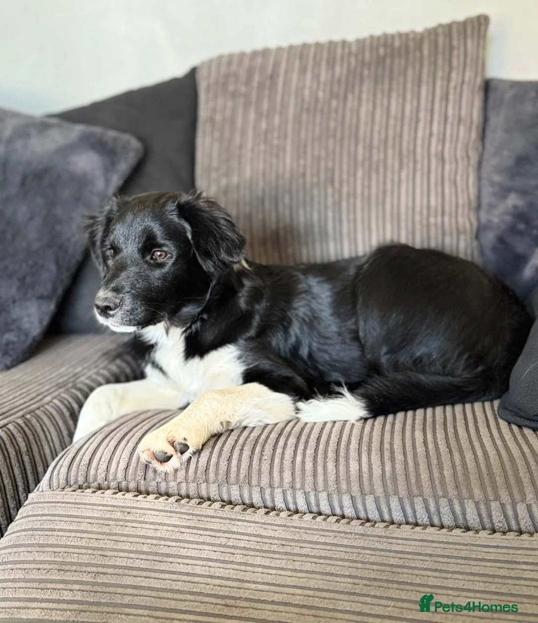 Border Collie dogs for sale: Female border collie £200 - Advert 6