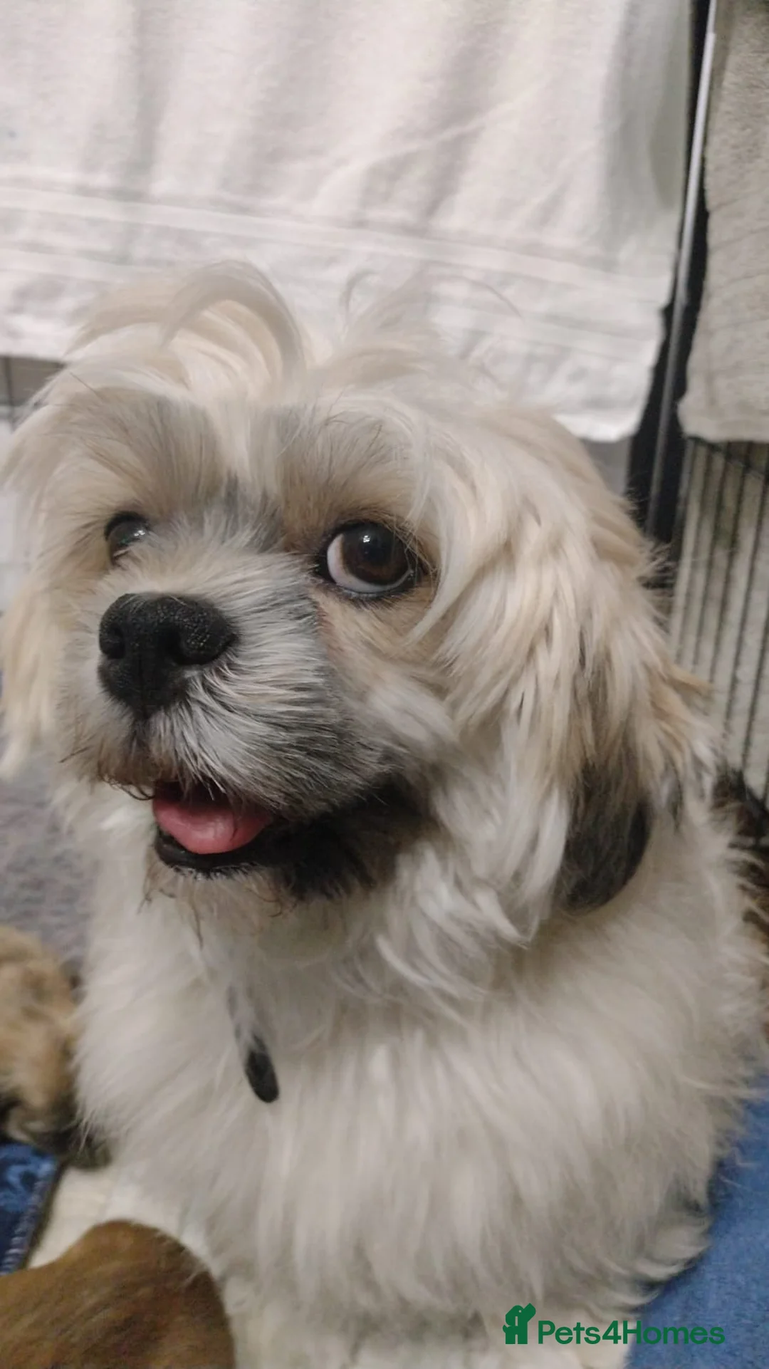 Lhasa Apso dogs for sale: 8 Lhasa Apso Puppies  in Louth - Advert 10