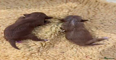 Cavapoo dogs - Advert 12