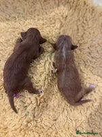 Cavapoo dogs - Advert 1