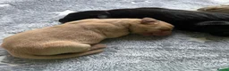 Labrador Retriever dogs for sale: Labrador Puppies Yellow and Black  - Advert 4