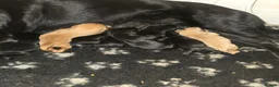 Labrador Retriever dogs for sale: Kc labrador-retriever pups 🐶 - Advert 4